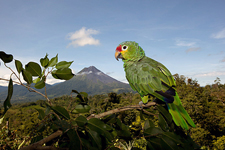 Costa Rica-Arenal-Arenal Volcano & Waterfall Horse Journeys